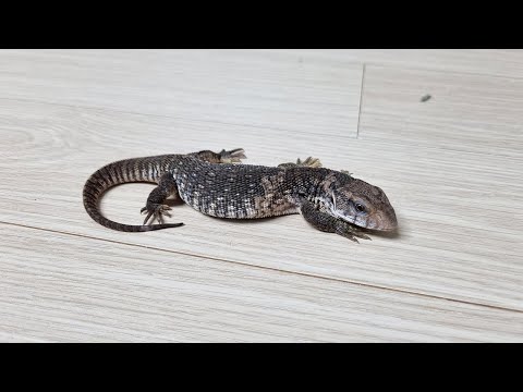 엄청나게 커지는 도마뱀을 키워보자!