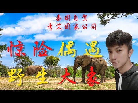 泰国【考艾2】自驾山区公路遇险 野象狂奔向汽车 军队救援疏导脱困 后遭遇猴王拦车抢劫 从曼谷出发自驾进入群山 看雨林雄伟奔腾瀑布 环游泰国系列节目第22集 考艾国家公园 偶遇夜生大象 动物群聚