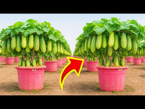 Grow Giant Cucumbers in Tubs with Huge Harvests