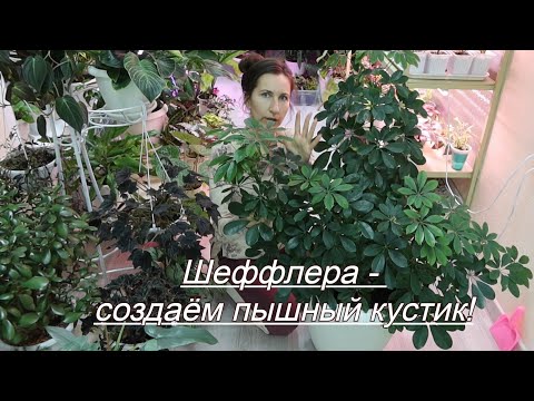 Шеффлера - коррекция для создания пышного кустика!
