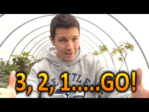 Plant a Fig Tree from Lou Monti's Collection!