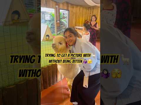 #cute #animals #alpaca #vietnamtravel #sapavietnam #couplevlog #funny #budgettravel #hanoi