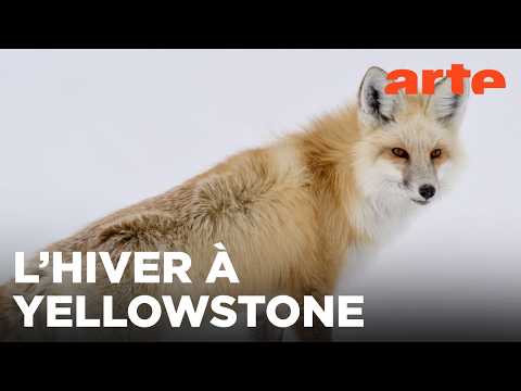 Yellowstone, nature extrême (1/2) | ARTE Évasion