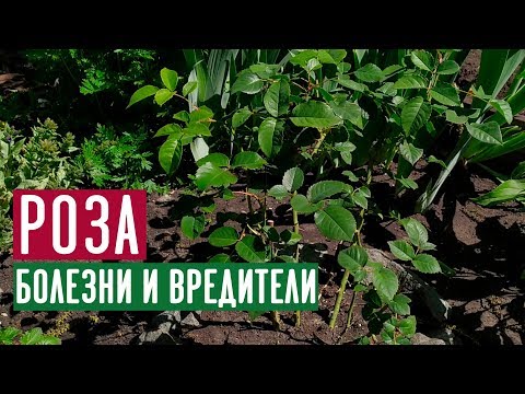 Обработка роз от болезней и вредителей 🌹 Полная видео-инструкция / Садовый гид