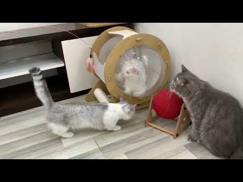 lindos gatos jugando con dados