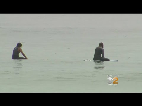 Surfers Report Encountering 'Aggressive' Great White Near San Onofre