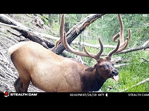 Our Best Trail Camera Footage