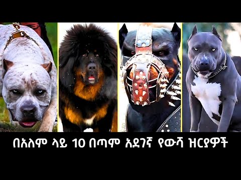በአለም ላይ ያሉ 10  እጅግ አደገኛ የውሻ ዝርያዎች | Top 10 most dangerous dog in the world  | Abel Birhanu የወይኗ ልጅ 2