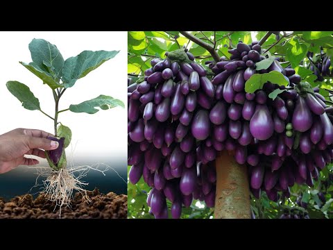 Best Techniques Growing Eggplant trees with Banana fruit Using Unique Skill For grow at home