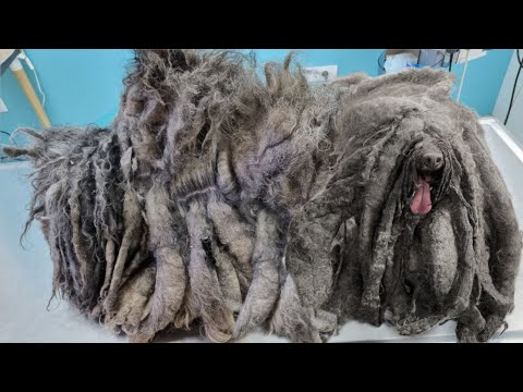 You WOULDN'T BELIEVE How This DOG Looked After We Removed This Hair