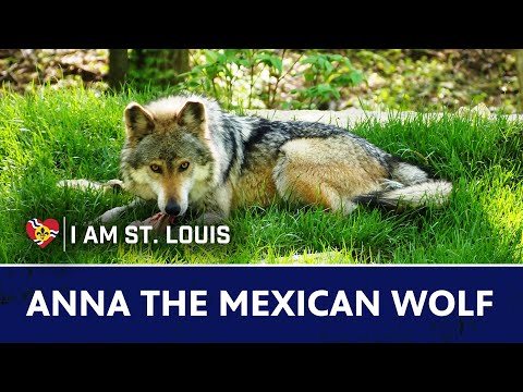 How One Wolf Helped Save Her Species from Extinction | I Am St. Louis