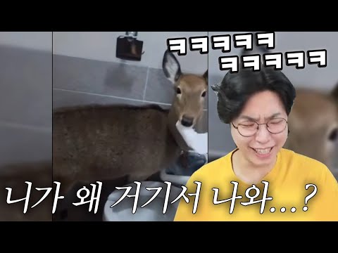화장실에 출몰한 고라니ㅋㅋㅋㅋㅋㅋㅋㅋ 생방송 6,000명이 못 참은 웃음참기