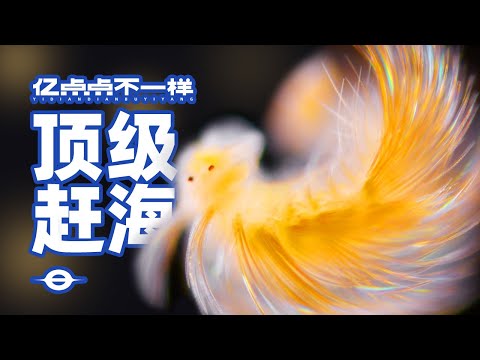 顶级赶海!开1600米的深海盲盒,看最野的浮游生物!