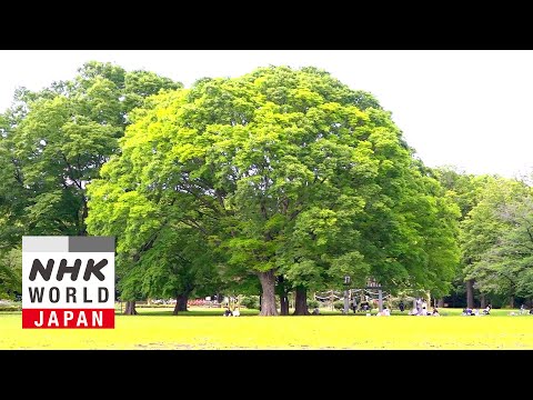 Yoyogi: A Green Oasis in the Heart of the City - Dive in Tokyo