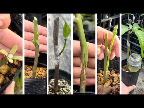 The amazing method of grafting and its essence.