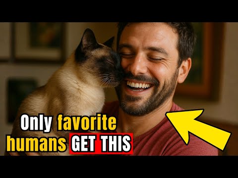 5 Things Cats Do ONLY for Their Favorite Human (You'll Be Surprised!)