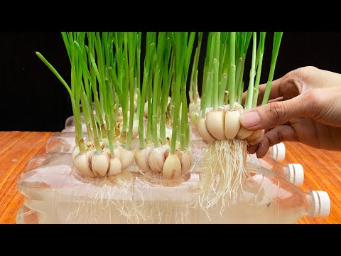 I grow garlic in plastic bottle, no soil - Roots grew very quickly and harvested tons of garlic
