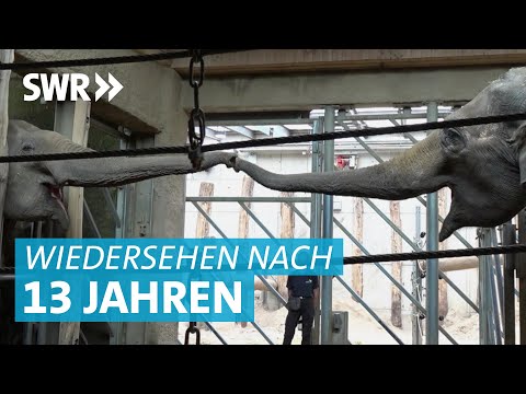 Elefanten Wiedersehen im Karlsruher Zoo: Wie reagieren Mutter und Tochter?