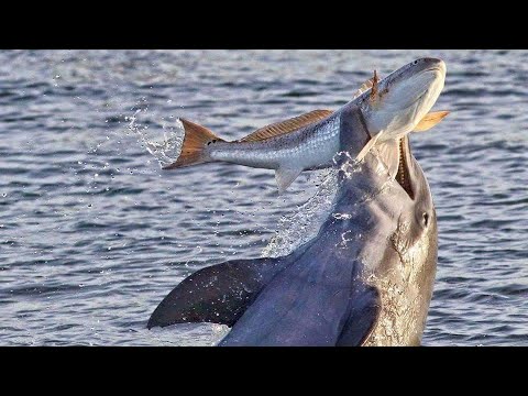 Underwater gangsters - DOLPHINS IN BUSINESS! They know how to hunt and know how to have fun!