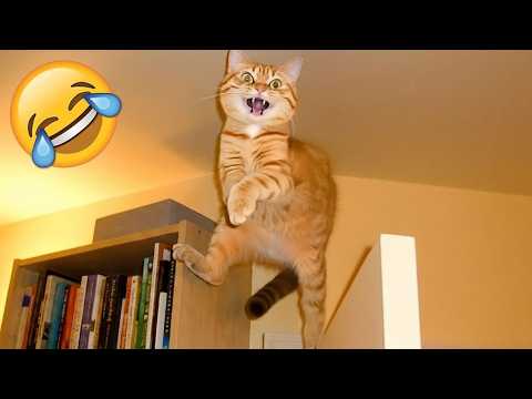 Tente Não Rir 😅 Os Gatos e Cachorros Mais Hilários 🐱🐶