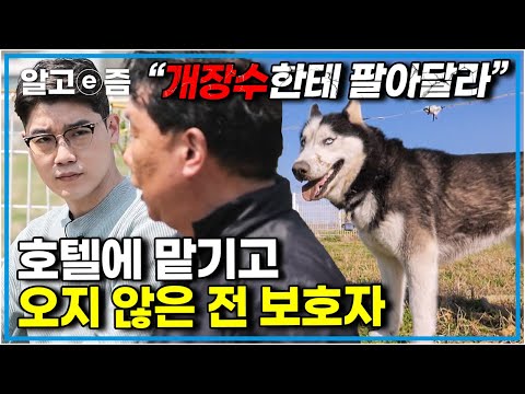 공격성 때문에 보호자가 입양하지 않으면 갈 곳 없던 개.. 저마다의 안타까운 사연들을 안고 모인 9마리 대가족│세상에 나쁜 개는 없다│알고e즘