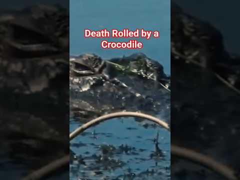 NEVER Canoe in Crocodile Country!