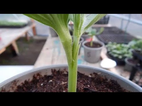 Быстрый вид прививки арбуза на тыкву. Самая приживаемая прививка арбуза, получится даже у новичков.