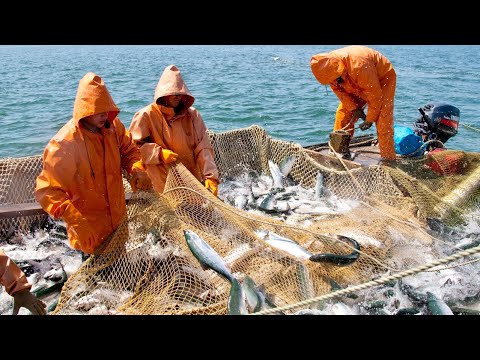 ЛОВИМ КЕТУ. ГОТОВИМ ИКРУ. ОХОТИМСЯ НА ПРОЛЕТНОГО ГУСЯ.