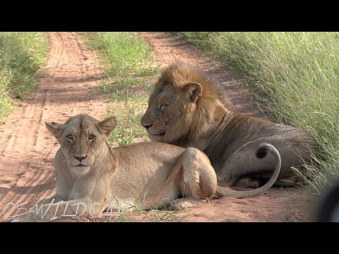 Vuyela Male Lion Mating with The Young Princess of the River Pride again!