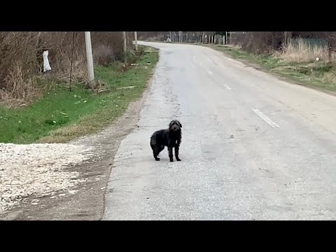 Rescue of Abandoned Dog Without Hope