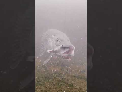 How BIG was this Northern Pike?! 👀 #icefishing #shorts
