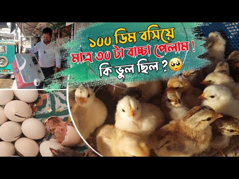 ১০০ ডিম থেকে মাত্র ৩০ পিচ বাচ্চা পেলাম! কি ভুল ছিল আমার || ভুলের সমাধান কি ||