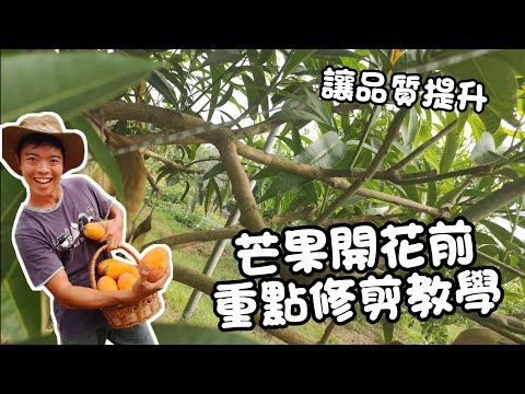 Don't miss it, or you'll have to wait another year! The crucial pruning period before mango bloss...