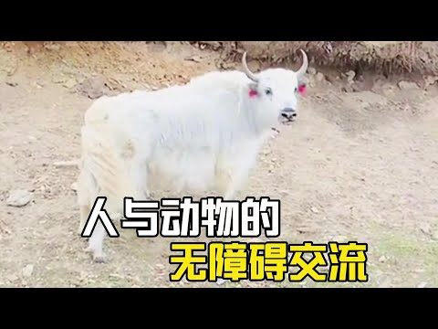 人與動物的無障礙交流，世間萬物皆有靈性，請善待它們！#爆笑 #萌寵 #萌宠 #搞笑#搞笑視頻 #搞笑合集#搞笑挑战#搞笑视频 #善待动物关爱生命