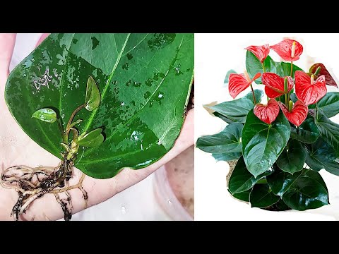 Размножение антуриума листом, главное следовать простым правилам