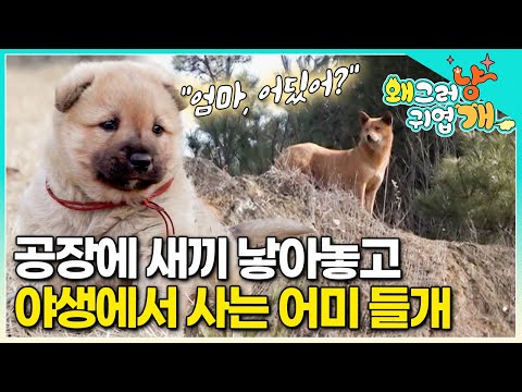 "엄마, 돌아와..." 어느 날 갑자기 공장에 나타난 작은 강아지, 새끼는 나 몰라라 야생에서 위험한 일탈을 즐기는 어미 들개 | #왜그러냥귀엽개