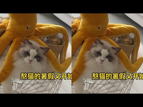 老布偶的暑假带娃生活又要开启了，太熬猫了