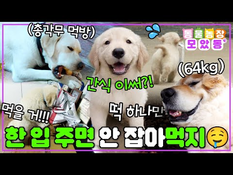 [#모았동물농장] 하늘은 높고..🍂우린 살찐다..😋아무도 못 말리는 식욕을 가진 강아지들 모여라~🐶  #TV동물농장 #AnimalFarm #SBSstory