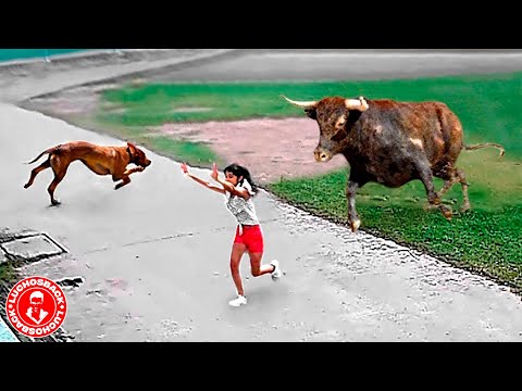 1 HORA CON ANIMALES INCREIBLES CAPTADOS POR LAS CAMARAS