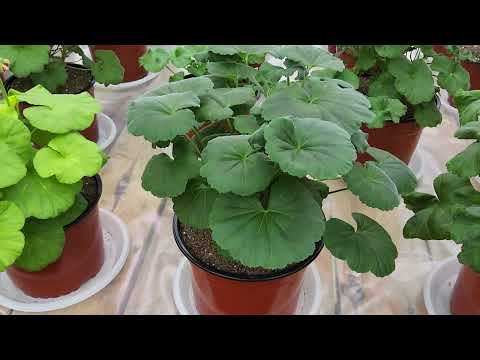 #673. Мои пеларгонии в феврале