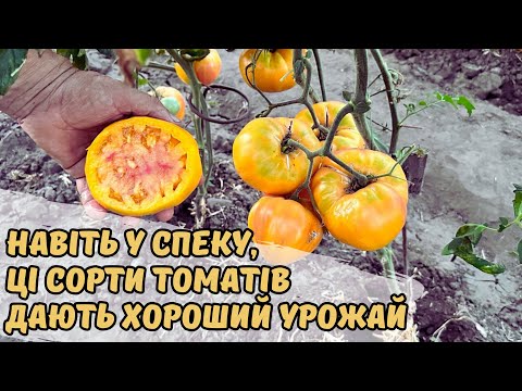 Навіть у спеку, ці сорти томатів дають хороший урожай