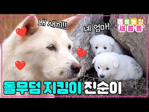 [#새롭동물농장] 쉿! 비밀이야🤫 은밀한 돌무덤 프로텍터(?)😎 모성애 강한 진순이의 5꼬물이 비밀 육아😲 / EP.1201 #TV동물농장 #AnimalFarm #SBSstory