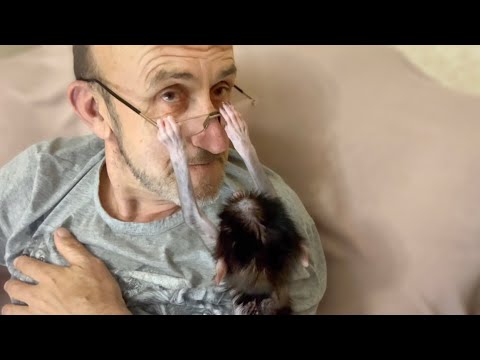 Степашка требует от Влада ВНИМАНИЯ и ЛЮБВИ,  а Влад сидит в интернете )))