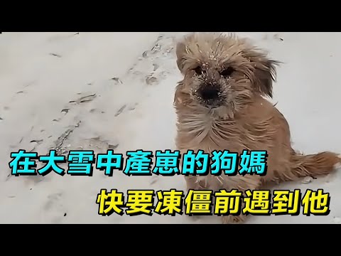 在大雪中產崽的狗媽，快要凍僵前，遇到了改變它命運的人！