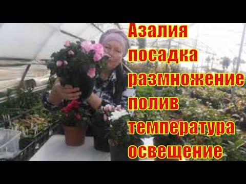 Как ухаживать за азалией.