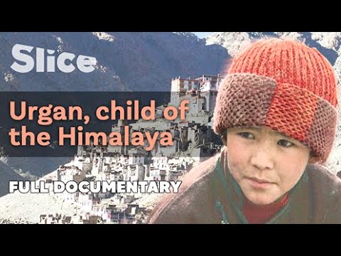 Urgan, child of the Himalaya I SLICE I Full documentary