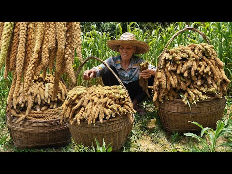 yellow millet chinese food|長得像辮子一樣的黃小米,阿婆跟女兒花6小時製作傳統糍粑,滿滿愛的味道|广西 美食 |玉林阿婆