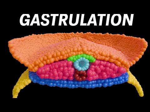 Gastrulation, Neuralation, and Somites!!! | Animated Embryology Series (Part 1.2)