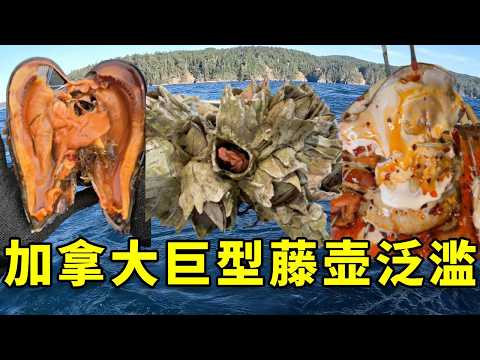 听说在加拿大巨型藤壶泛滥成灾，我带女友火速赶往，品尝全世界最鲜的食材，没想到收货满满  #大豪夫妇 #fishing #大魚 #戶外 #加拿大 #藤壶