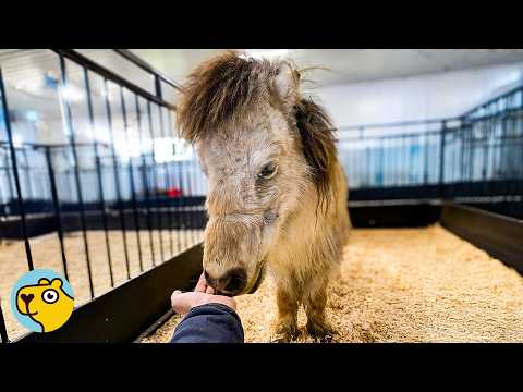 Woman Saves Neglected Horse and Discovers She’s Not Alone